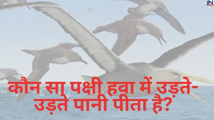 GK Quiz in hindi: Quiz: क्या आप जानते हैं? कौन सा पक्षी हवा में उड़ते-उड़ते पानी पीता है?