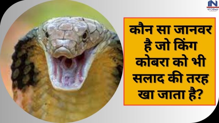 क्या आप जानते हैं ? कौन सा जानवर है जो किंग कोबरा को भी सलाद की तरह खा जाता है?