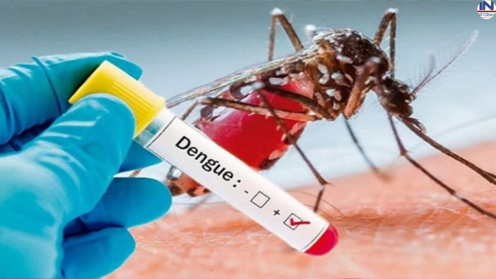 Dengue fever on the rise: Know the symptoms and ways to avoid getting serious