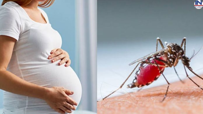 हो जायें सावधान! गर्भावस्था के दौरान घातक हो सकता है डेंगू, जानिए लक्षण, कॉम्प्लिकेशन और बचाव के तरीके