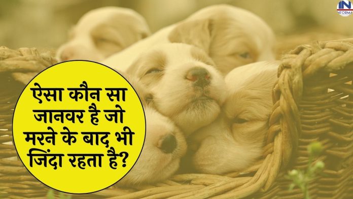 GK trending Quiz: Do you know? Which animal remains alive even after death?