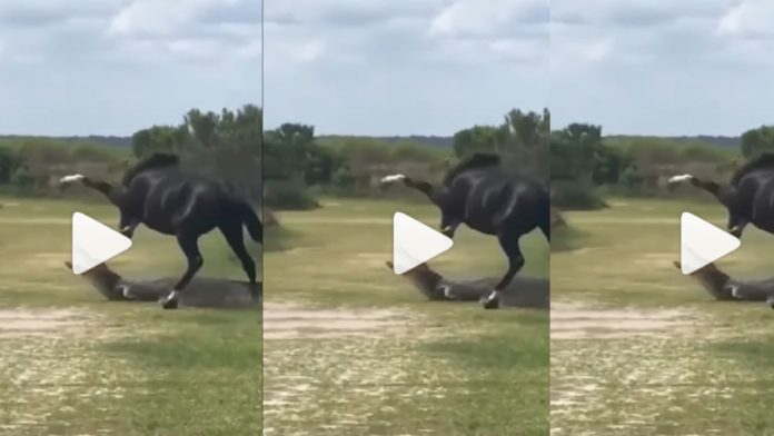 The horse mocked the crocodile, had gone to hunt, watch viral video