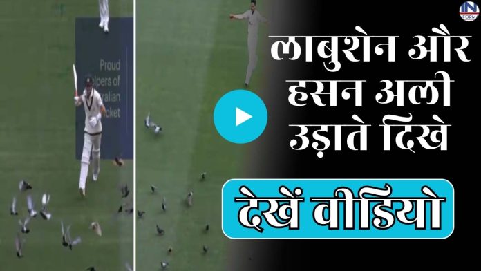 पाक-आस्ट्रेलिया के दूसरे टेस्ट में मैदान पर कबूतरों ने लगाया जमावड़ा, लाबुशेन और हसन अली उड़ाते दिखे, देखें वीडियो