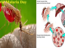 World Malaria Day 2024: " वर्ल्ड मलेरिया डे" आज, 5 तरह के होता है मलेरिया बुखार, जानें लक्षण और सावधानियां