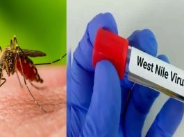 West Nile fever : आप भी समय रहते हो जाएँ सावधान! मच्छर के काटने से केरल में फैल रही जानलेवा बीमारी