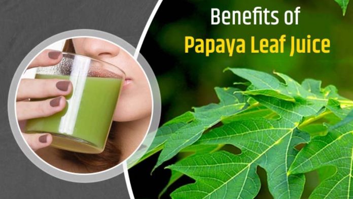 Papaya Leaf Dengue