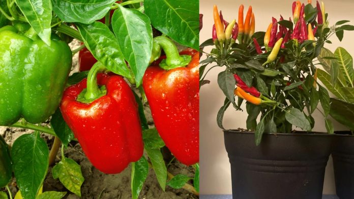 You can also grow colorful capsicum in your pot, know the whole process of growing it