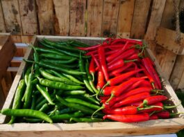 Red Chilli VS Green Chilli हरी मिर्च VS सूखी मिर्च! सेहत के लिए कौन ज़्यादा ख़तरनाक है