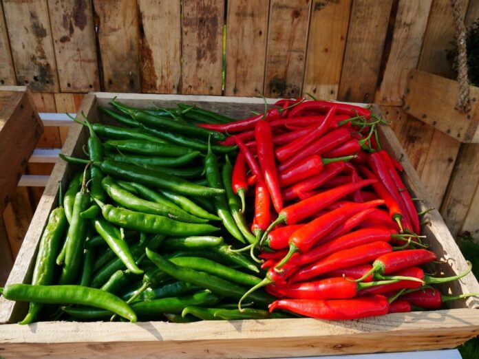 Red Chilli VS Green Chilli हरी मिर्च VS सूखी मिर्च! सेहत के लिए कौन ज़्यादा ख़तरनाक है