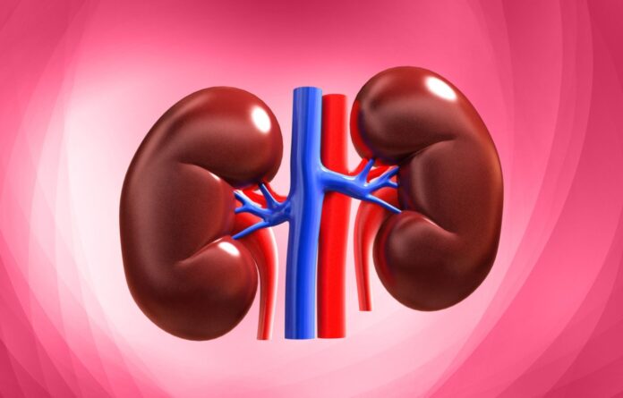kidney-1030x659